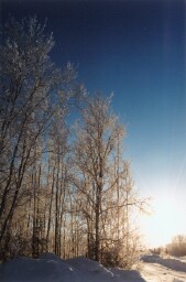 silhouetteofbigtreewithsnowoniti.jpg